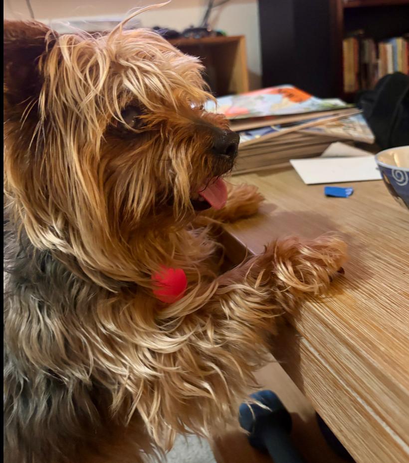 Charnay, a Adoptable mixed breed in Portland, OR image 3/5