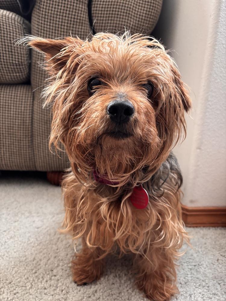 Charnay, a Adoptable mixed breed in Portland, OR image 5/5