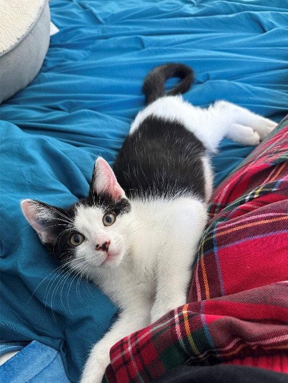 Goose, Willow Grove Area, (FCID 07/24/2026-127), Adoptable, Kitten Male Domestic Short Hair.
