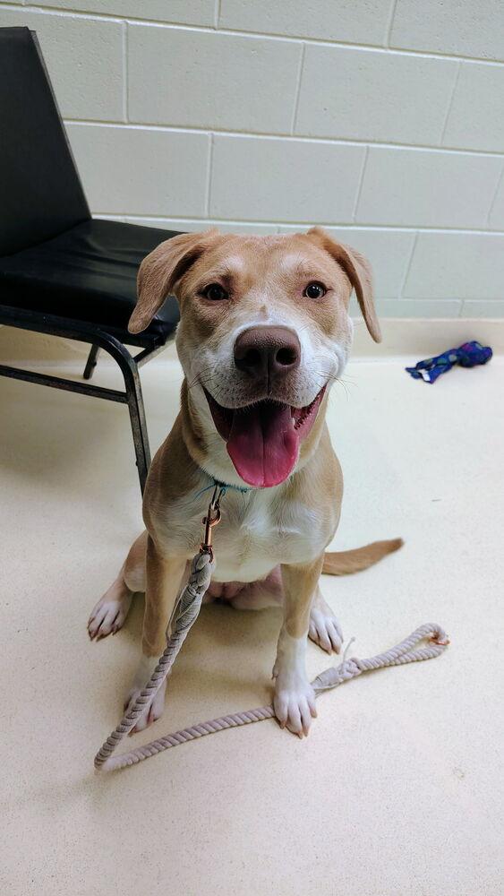 Moana, Adoptable, Adult Female Labrador Retriever.