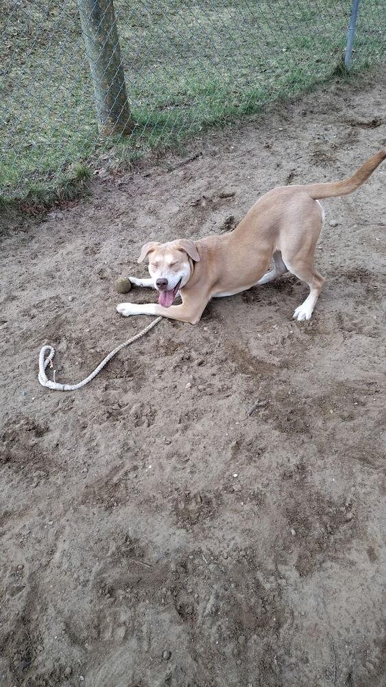 Enlarge Moana, a Adoptable mixed breed in Kalamazoo, MI image 2/6