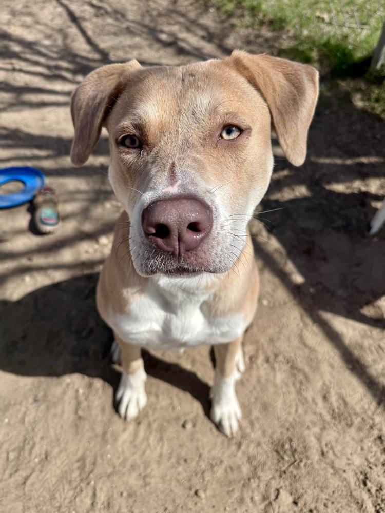Enlarge Moana, a Adoptable mixed breed in Kalamazoo, MI image 3/6