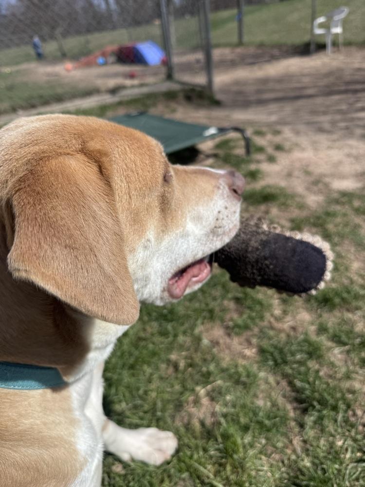 Enlarge Moana, a Adoptable mixed breed in Kalamazoo, MI image 4/6