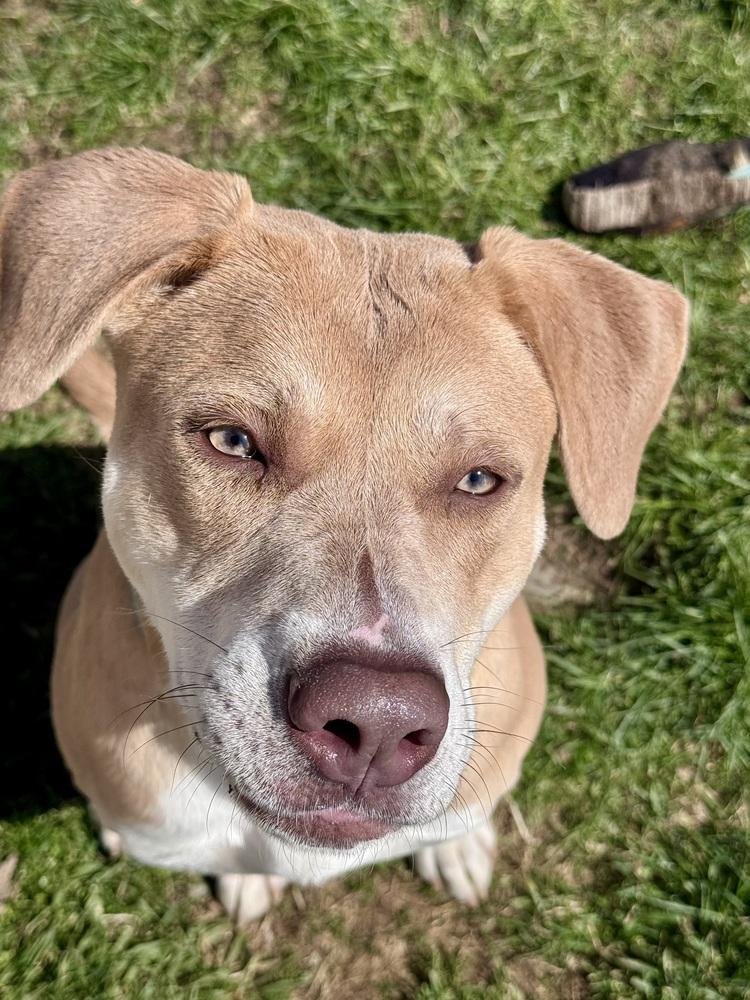 Enlarge Moana, a Adoptable mixed breed in Kalamazoo, MI image 5/6