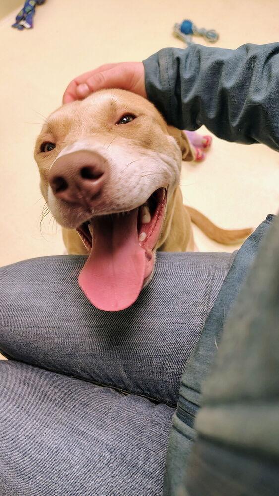 Enlarge Moana, a Adoptable mixed breed in Kalamazoo, MI image 6/6