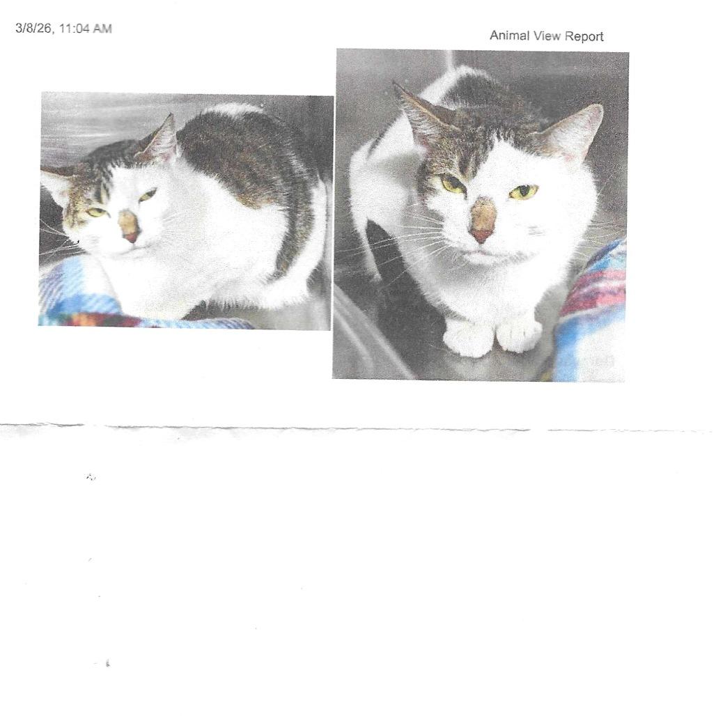 Rhoda C007580, Adoptable, Adult Female Domestic Short Hair.