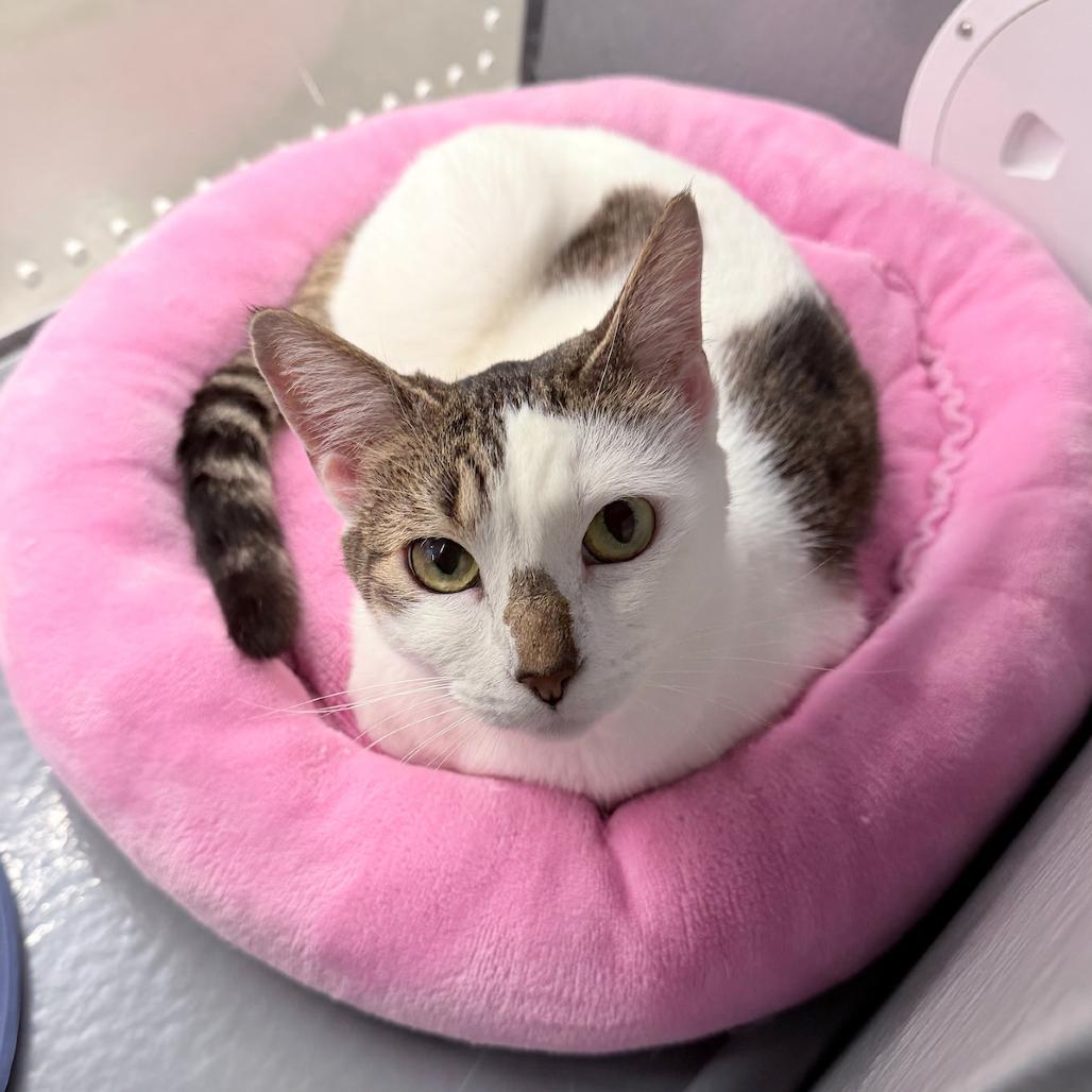 Enlarge Rhoda C007580, a Adoptable Domestic Short Hair in Prosper, TX image 2/2