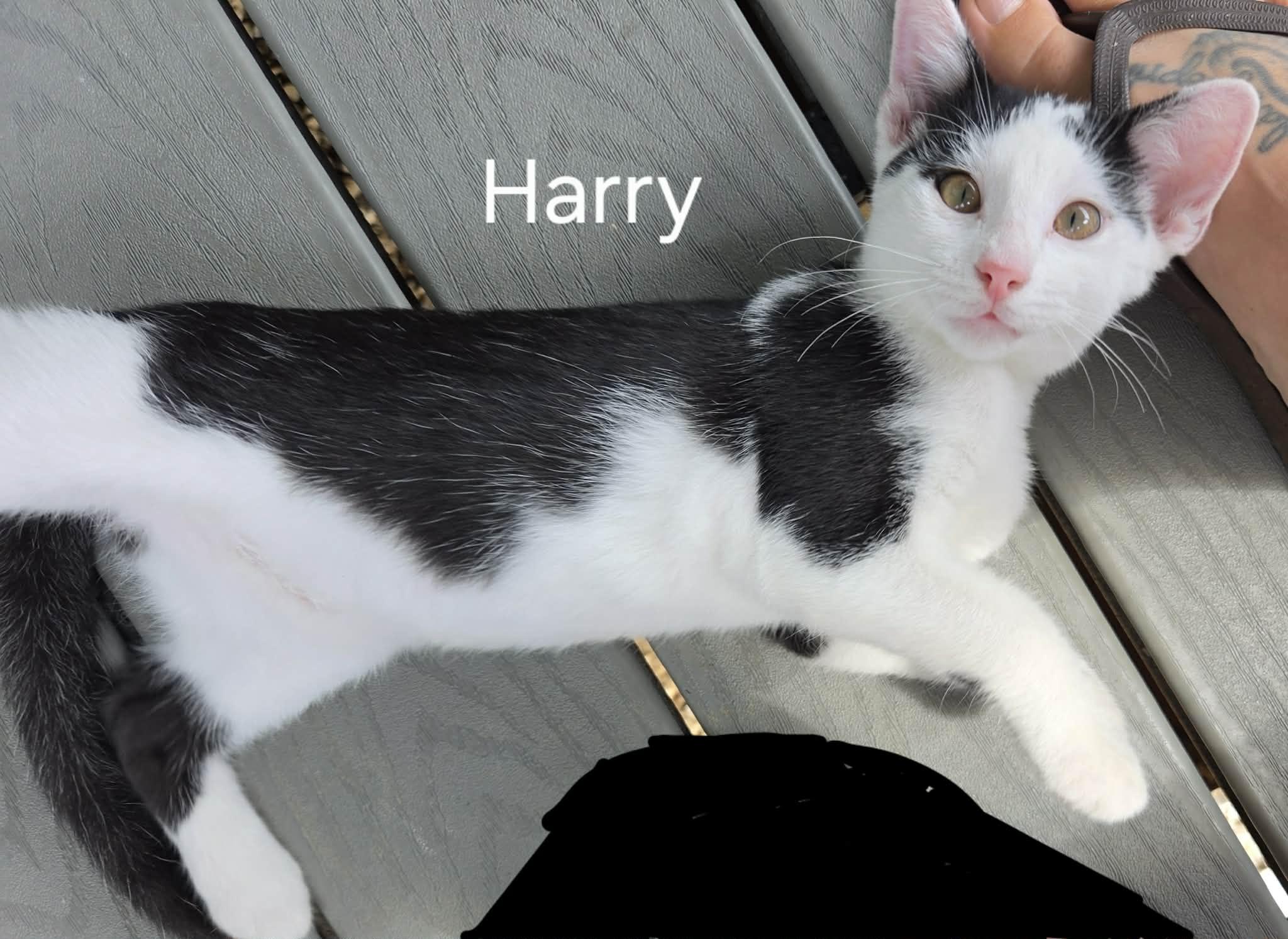Harry, adopted, Kitten Male Domestic Short Hair.