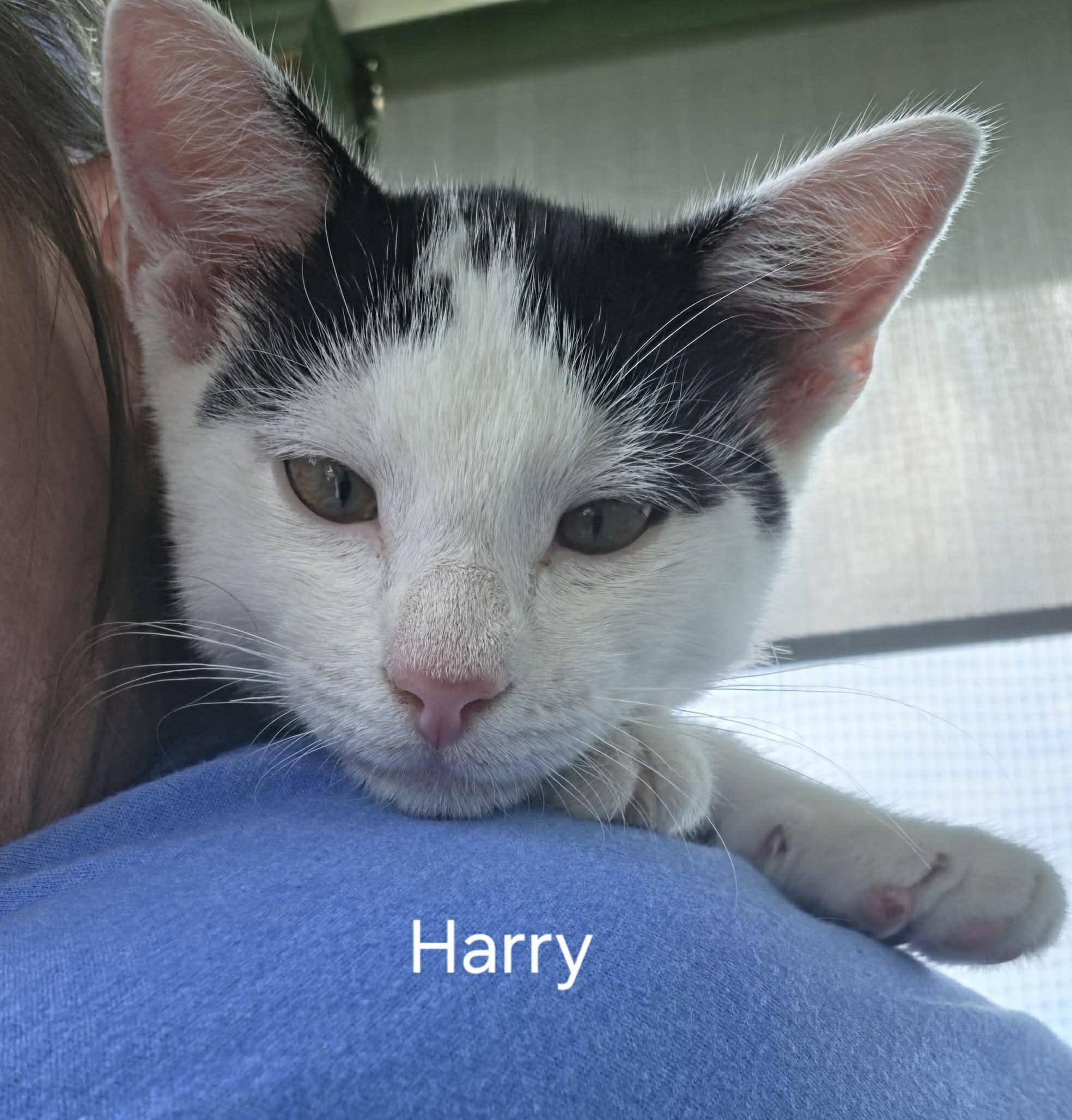 Enlarge Harry, an adopted Domestic Short Hair in Bloomsdale, MO image 2/2