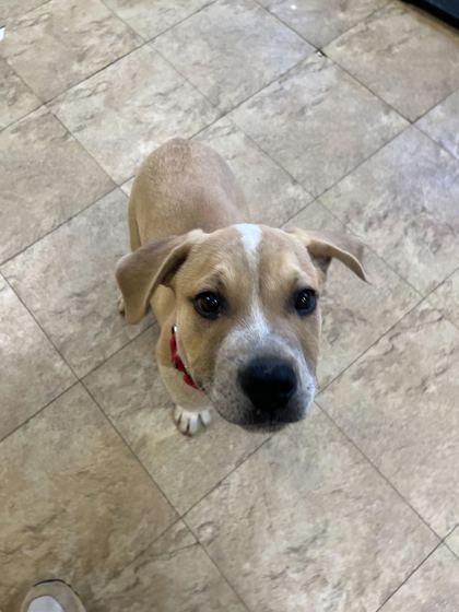 Enlarge Wham!, a Adoptable mixed breed in Chicago, IL image 1/2