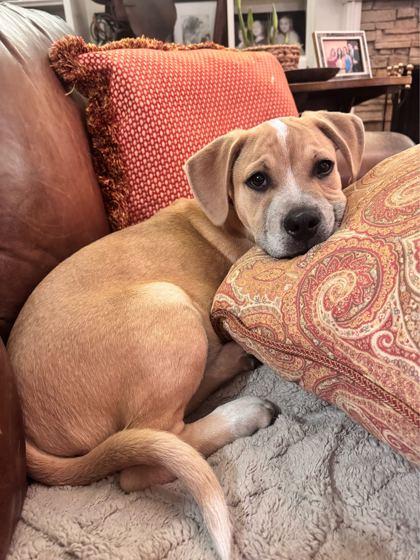 Wham!, Adoptable, Puppy Male Mixed Breed & Mixed Breed.