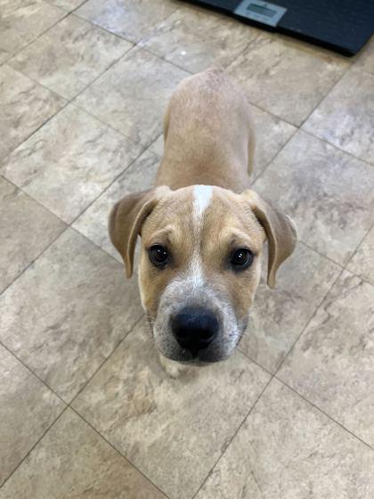 Enlarge Wham!, a Adoptable mixed breed in Chicago, IL image 2/2