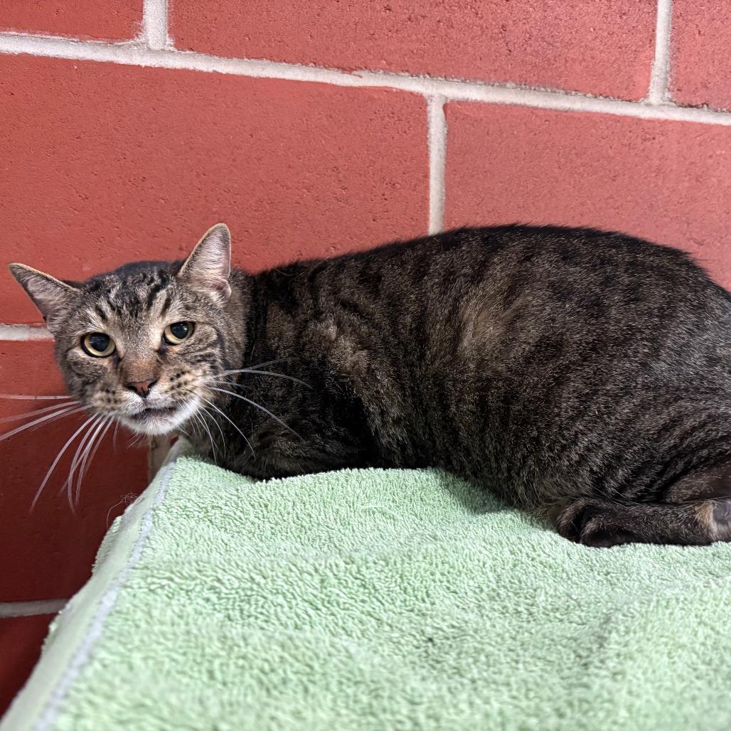 Remy, Adoptable, Adult Male Domestic Short Hair.