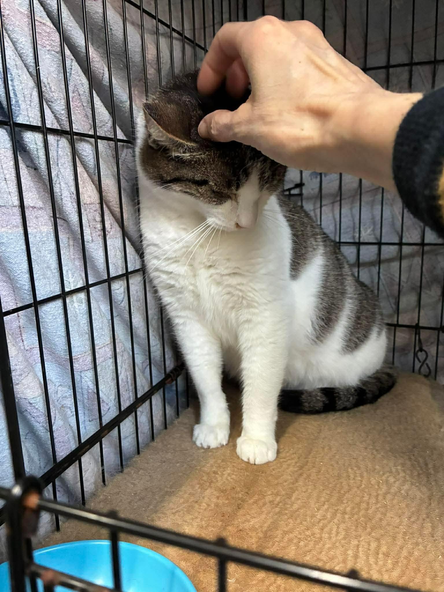 Ramona (FIV+), a ADOPTABLE Domestic Short Hair in Lake Hopatcong, NJ image 3/5