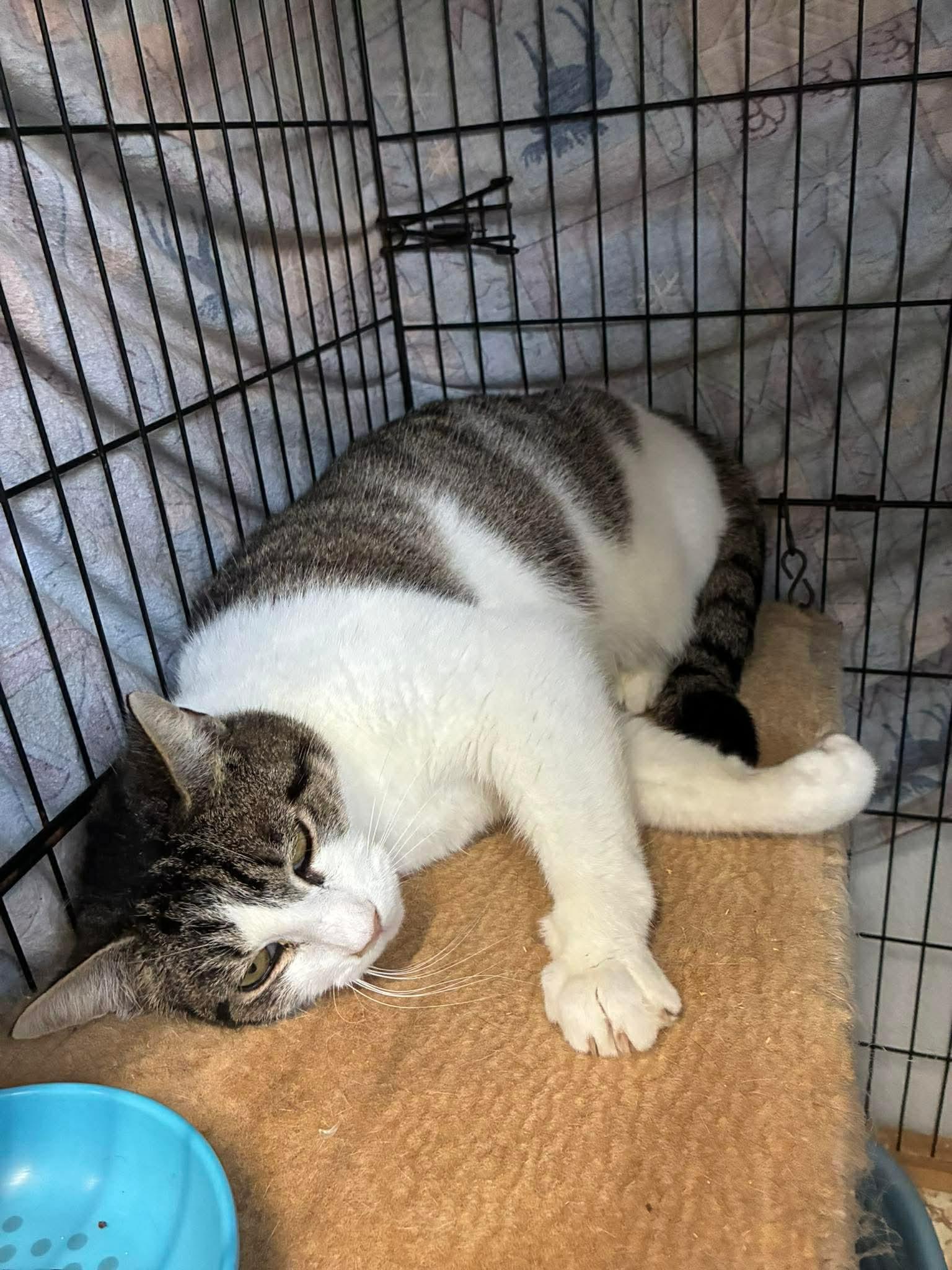 Ramona (FIV+), a ADOPTABLE Domestic Short Hair in Lake Hopatcong, NJ image 2/5