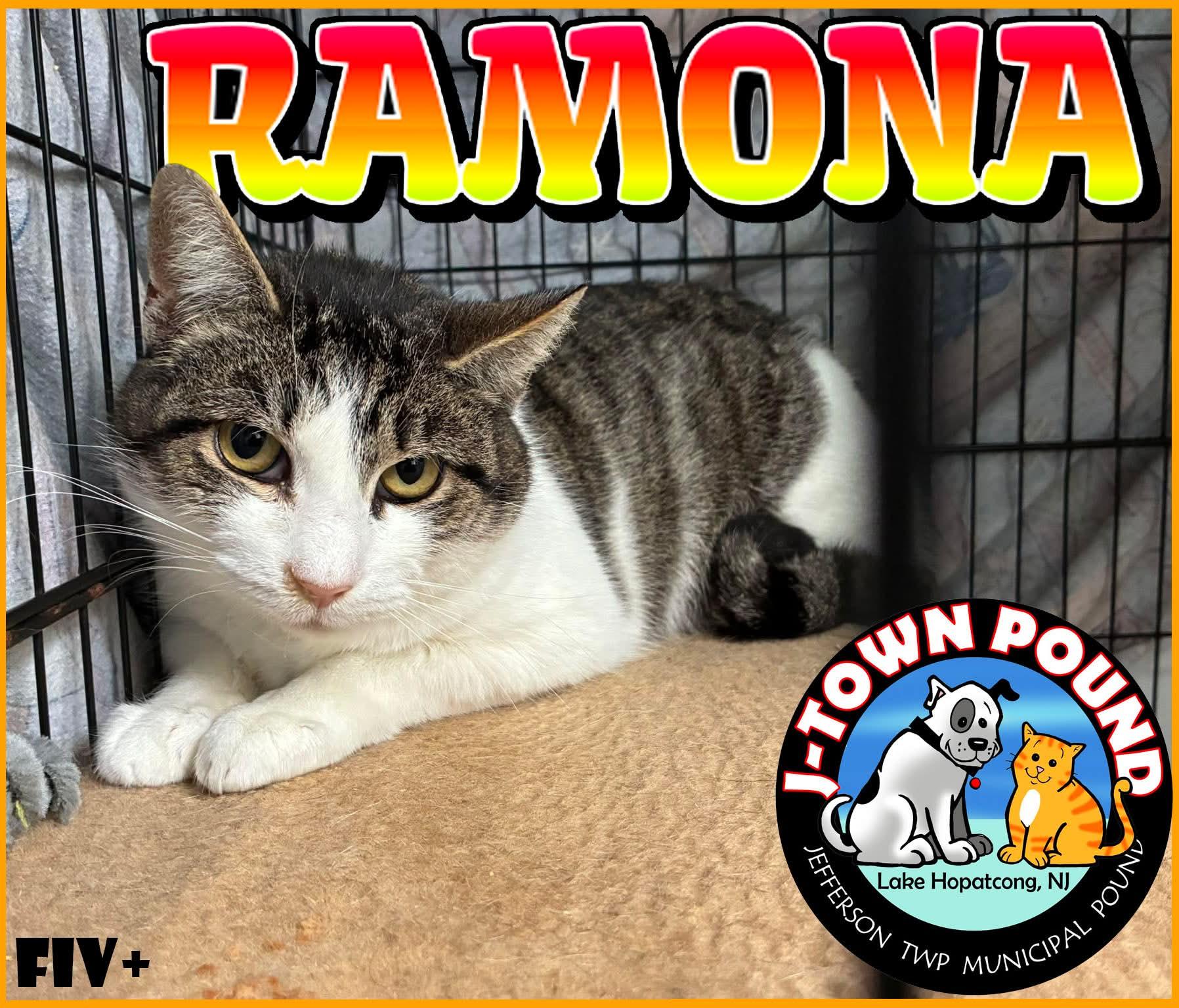 Ramona (FIV+), a ADOPTABLE Domestic Short Hair in Lake Hopatcong, NJ image 1/5