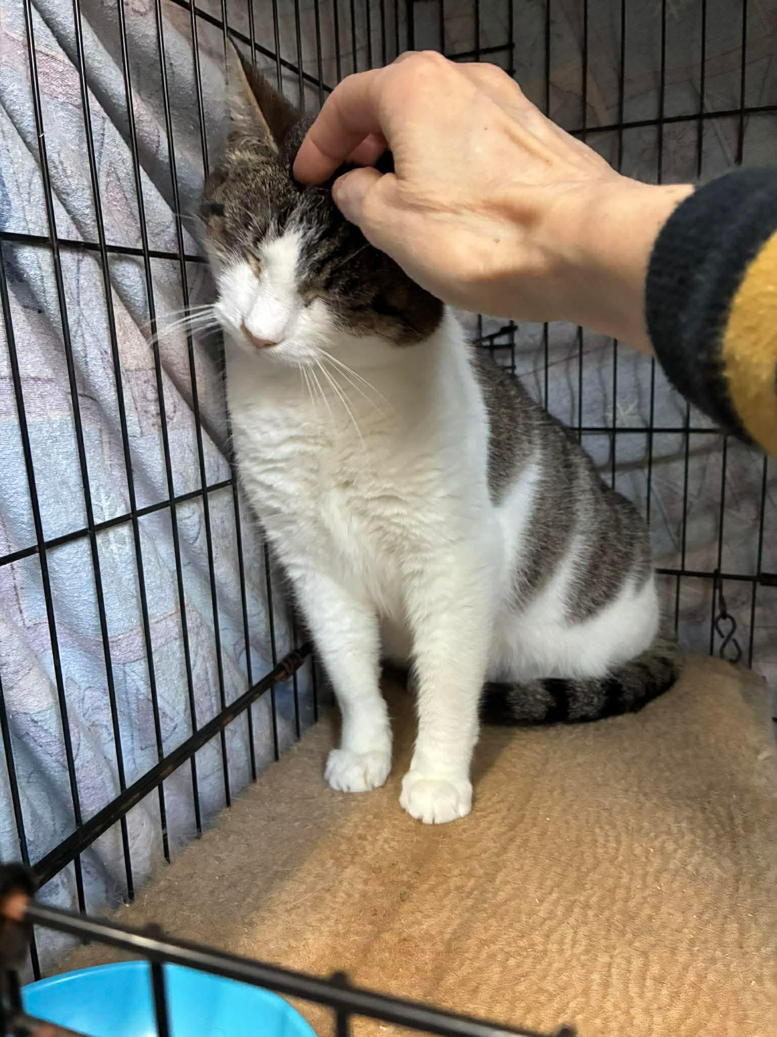 Ramona (FIV+), a ADOPTABLE Domestic Short Hair in Lake Hopatcong, NJ image 4/5