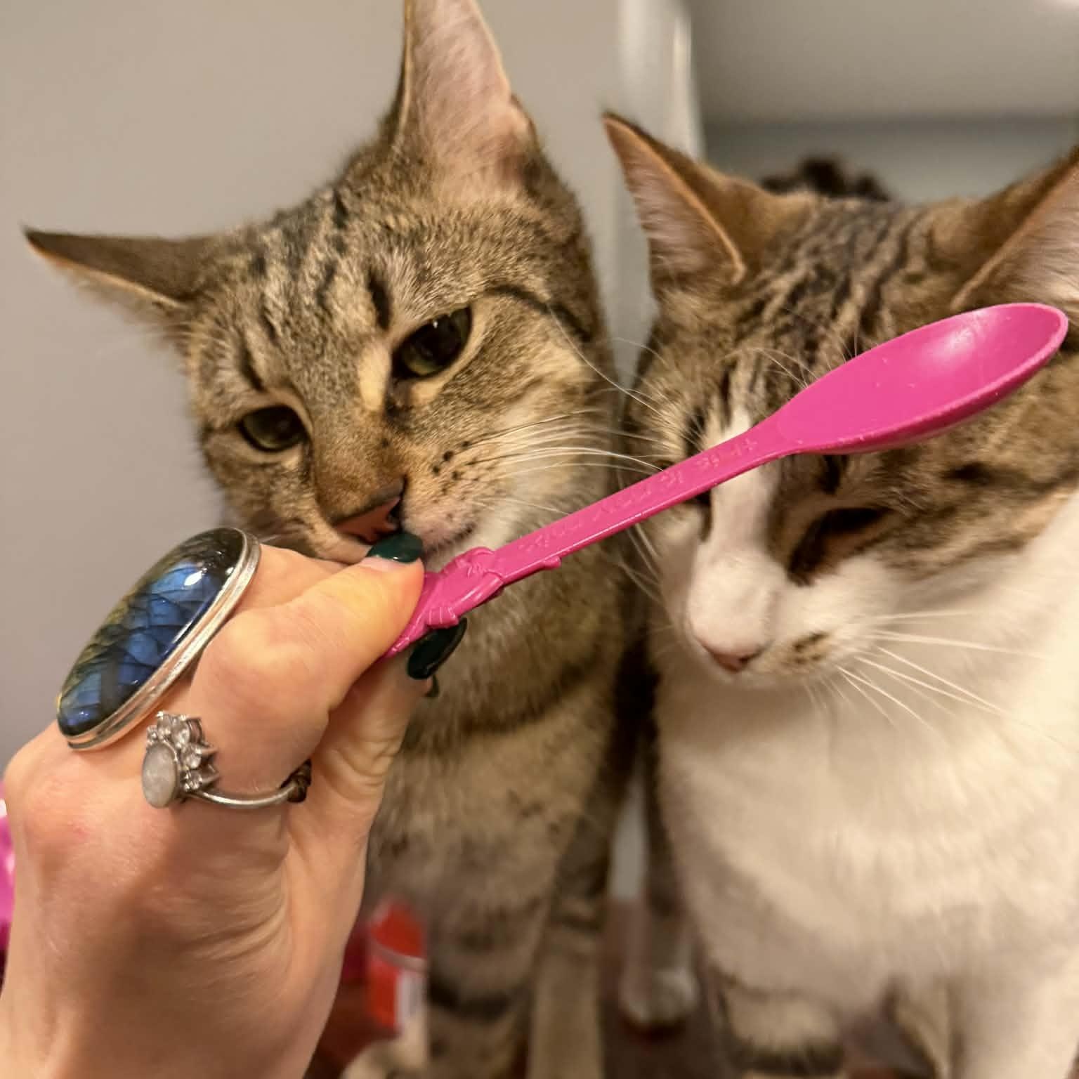 Enlarge Tamarind, a Adoptable Domestic Short Hair in Royal Oak, MI image 3/6