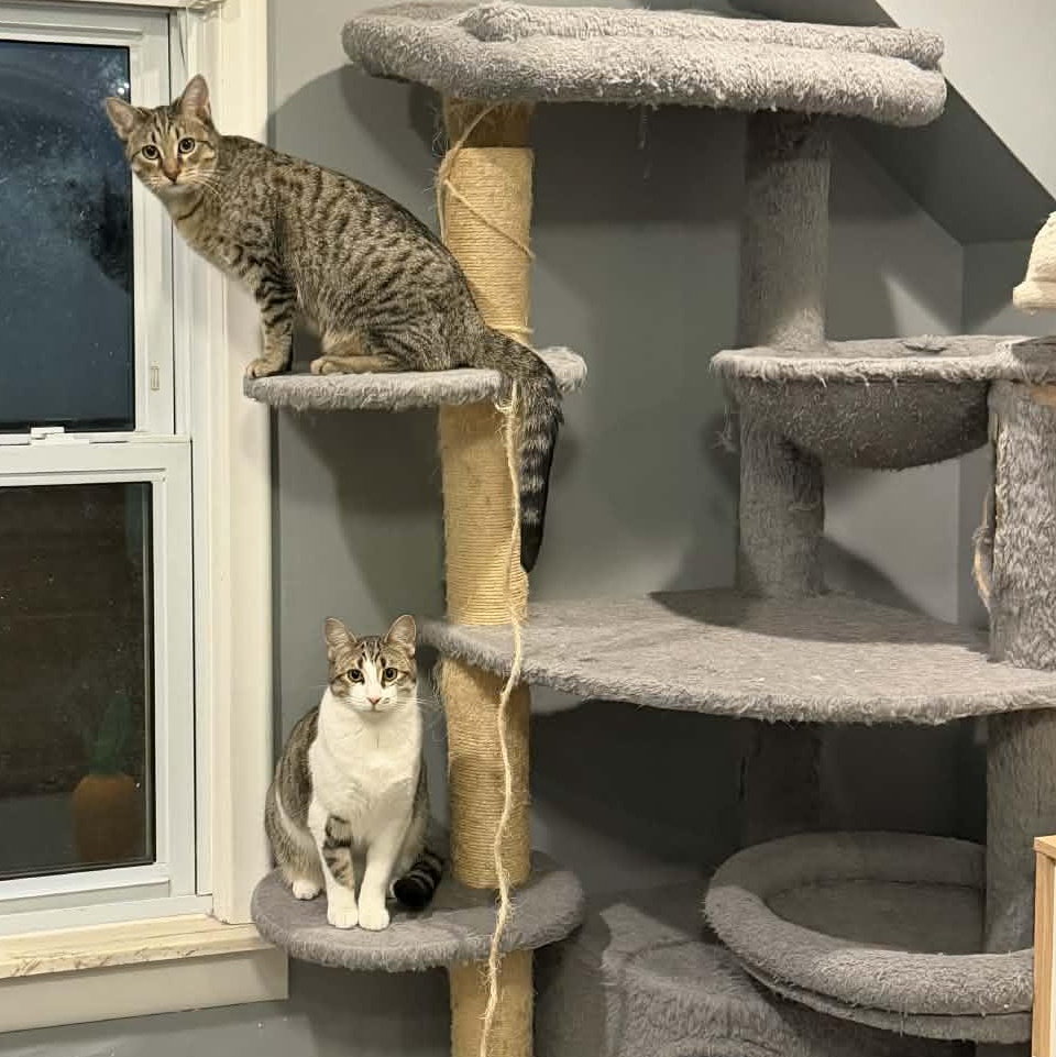 Enlarge Tamarind, a Adoptable Domestic Short Hair in Royal Oak, MI image 6/6