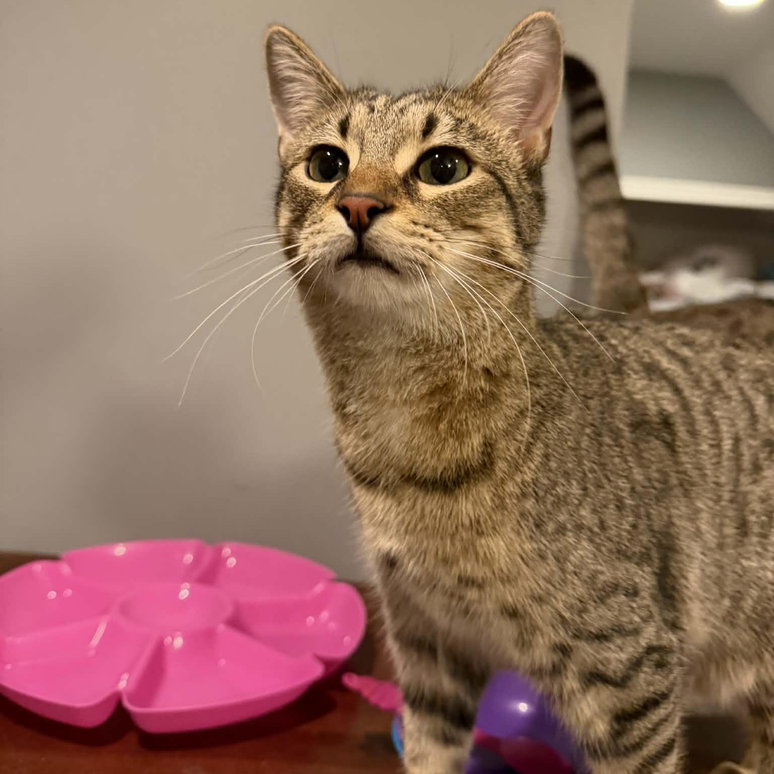 Enlarge Tamarind, a Adoptable Domestic Short Hair in Royal Oak, MI image 4/6