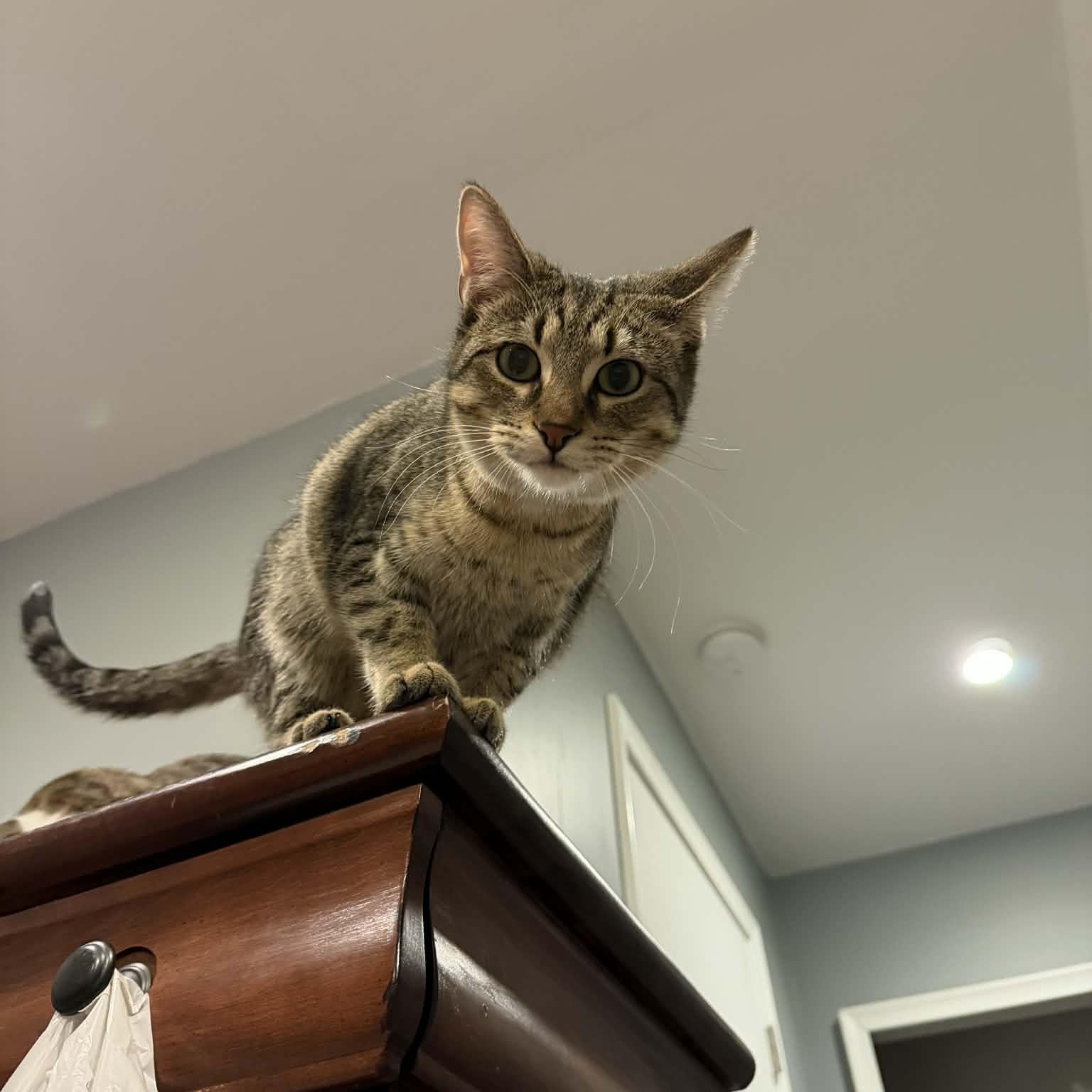 Enlarge Tamarind, a Adoptable Domestic Short Hair in Royal Oak, MI image 1/6