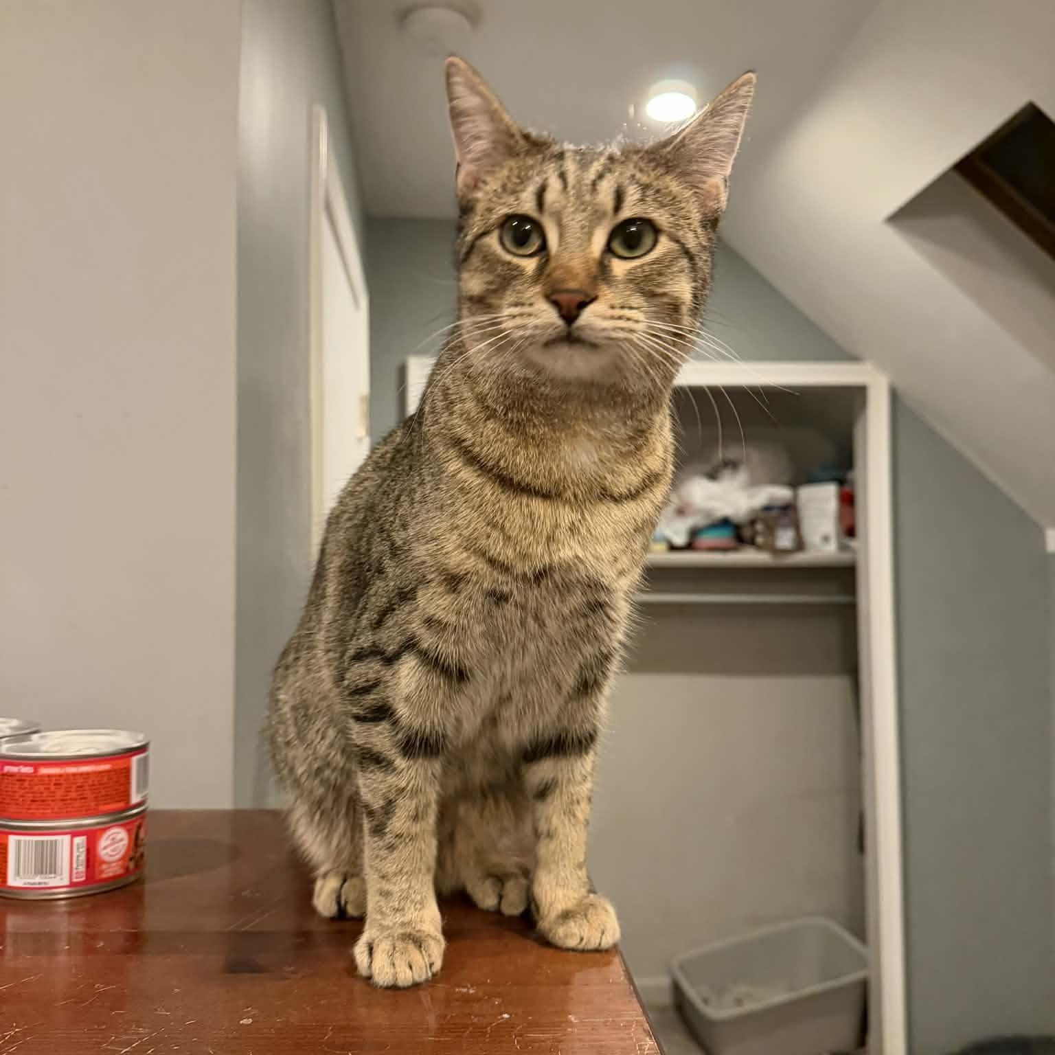Enlarge Tamarind, a Adoptable Domestic Short Hair in Royal Oak, MI image 2/6