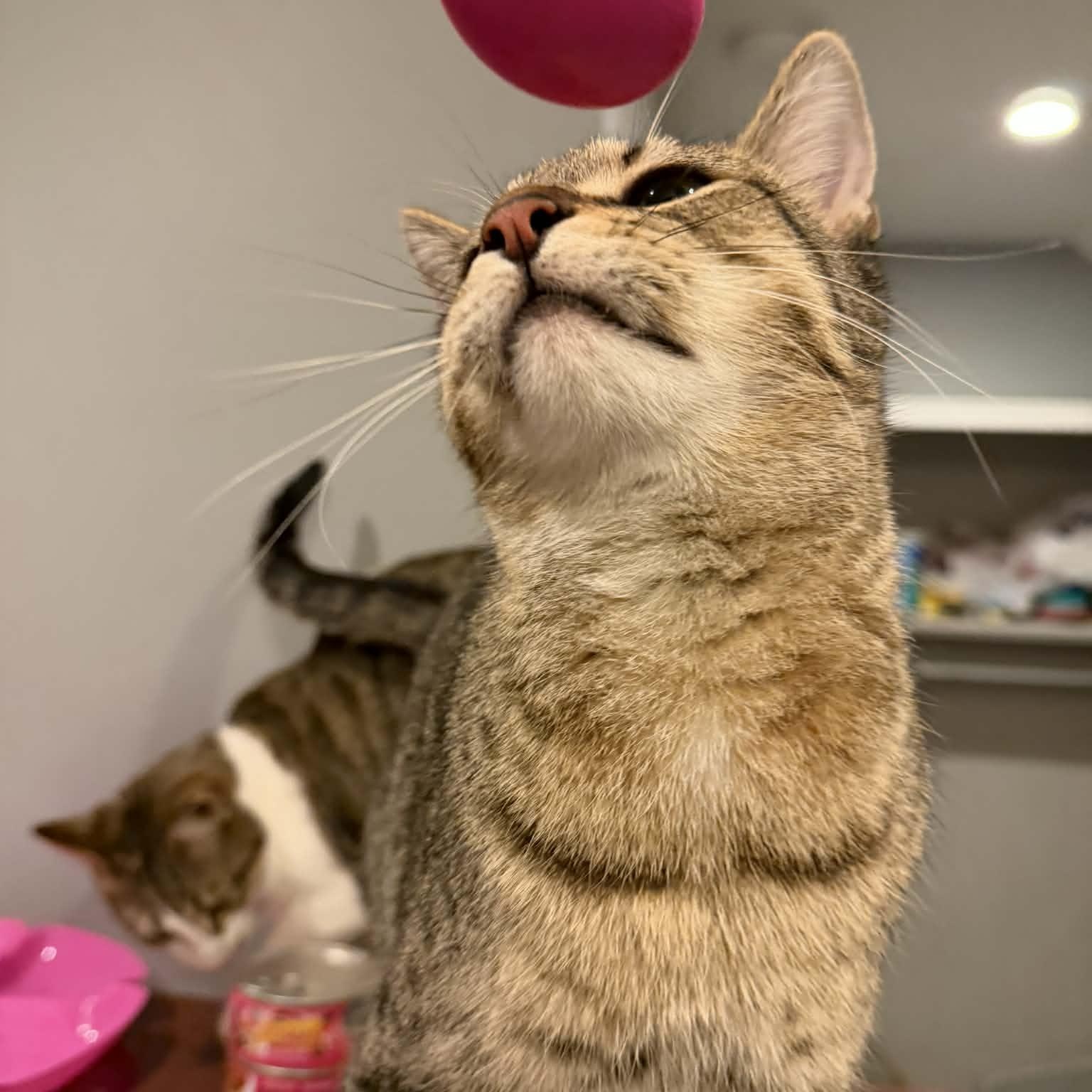 Enlarge Tamarind, a Adoptable Domestic Short Hair in Royal Oak, MI image 5/6