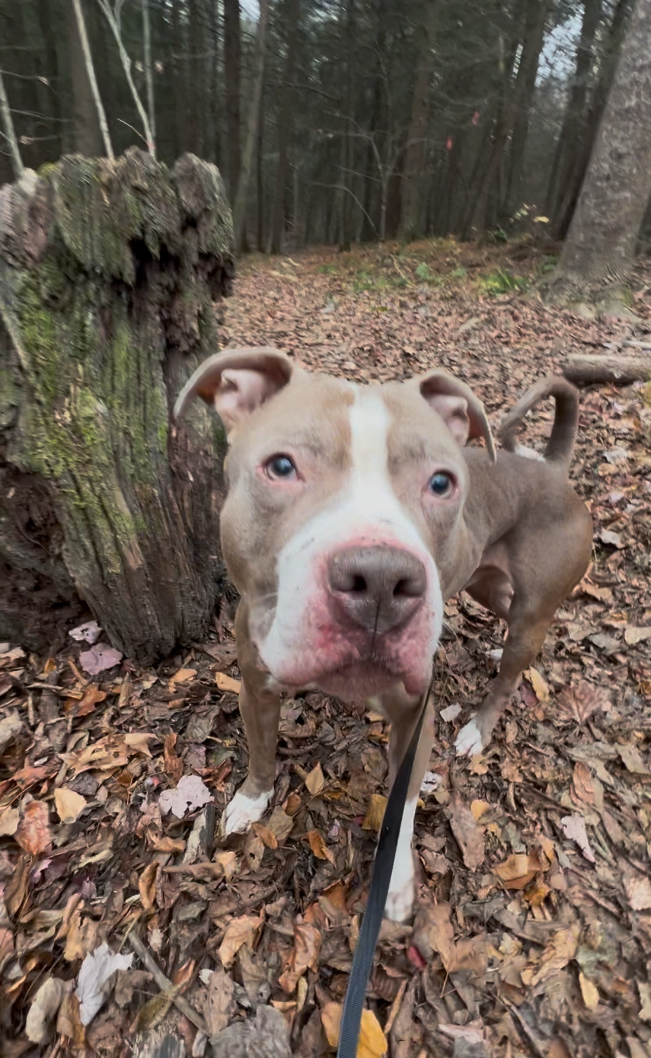 Enlarge SUNDANCE, a Adoptable Pit Bull Terrier in Millerstown, PA image 2/6