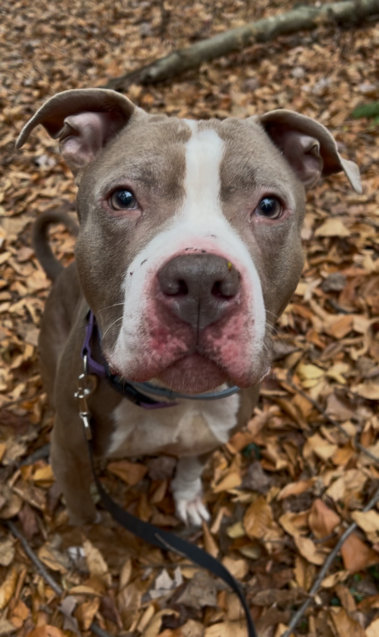 Enlarge SUNDANCE, a Adoptable Pit Bull Terrier in Millerstown, PA image 3/6