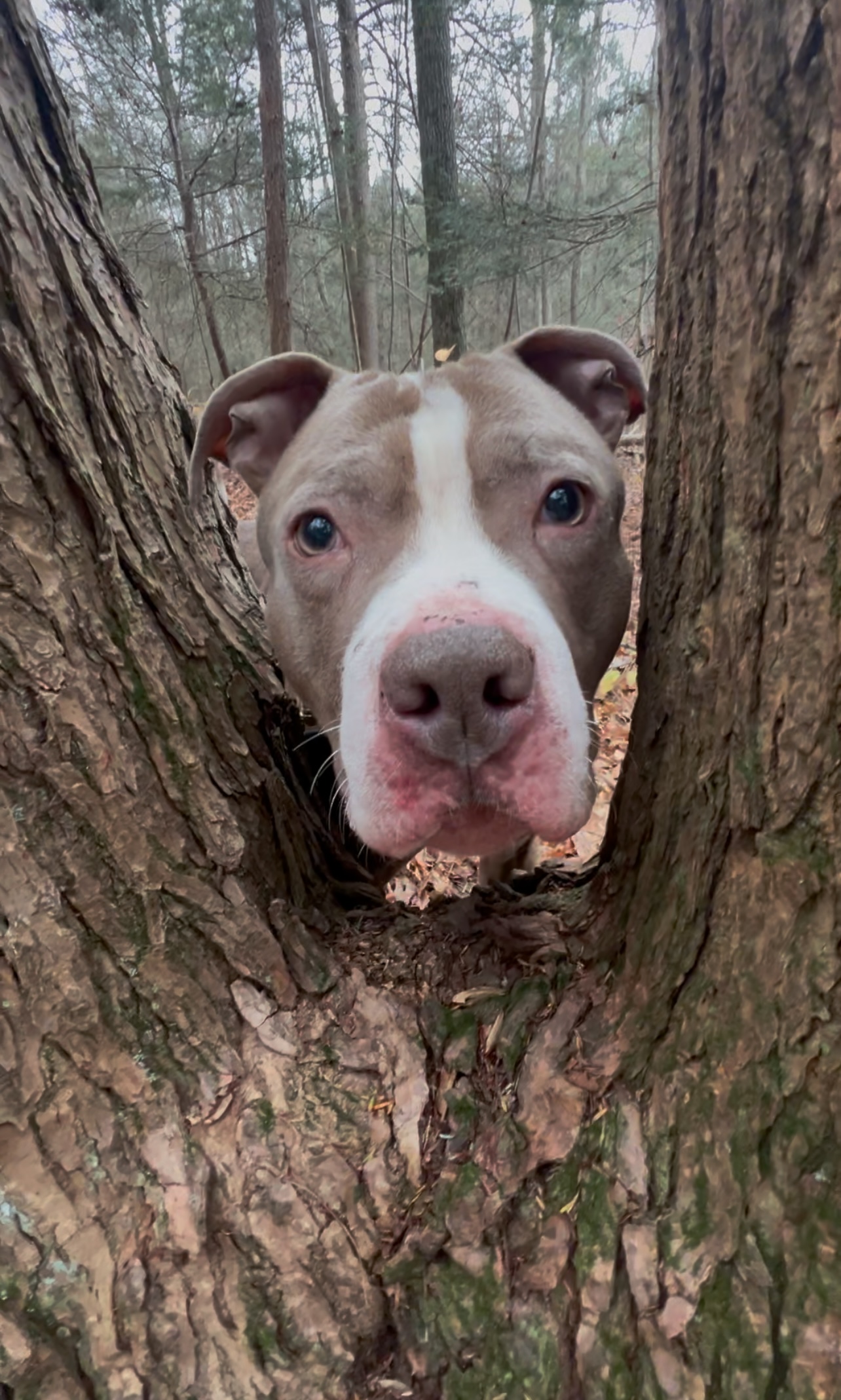 Enlarge SUNDANCE, a Adoptable Pit Bull Terrier in Millerstown, PA image 4/6