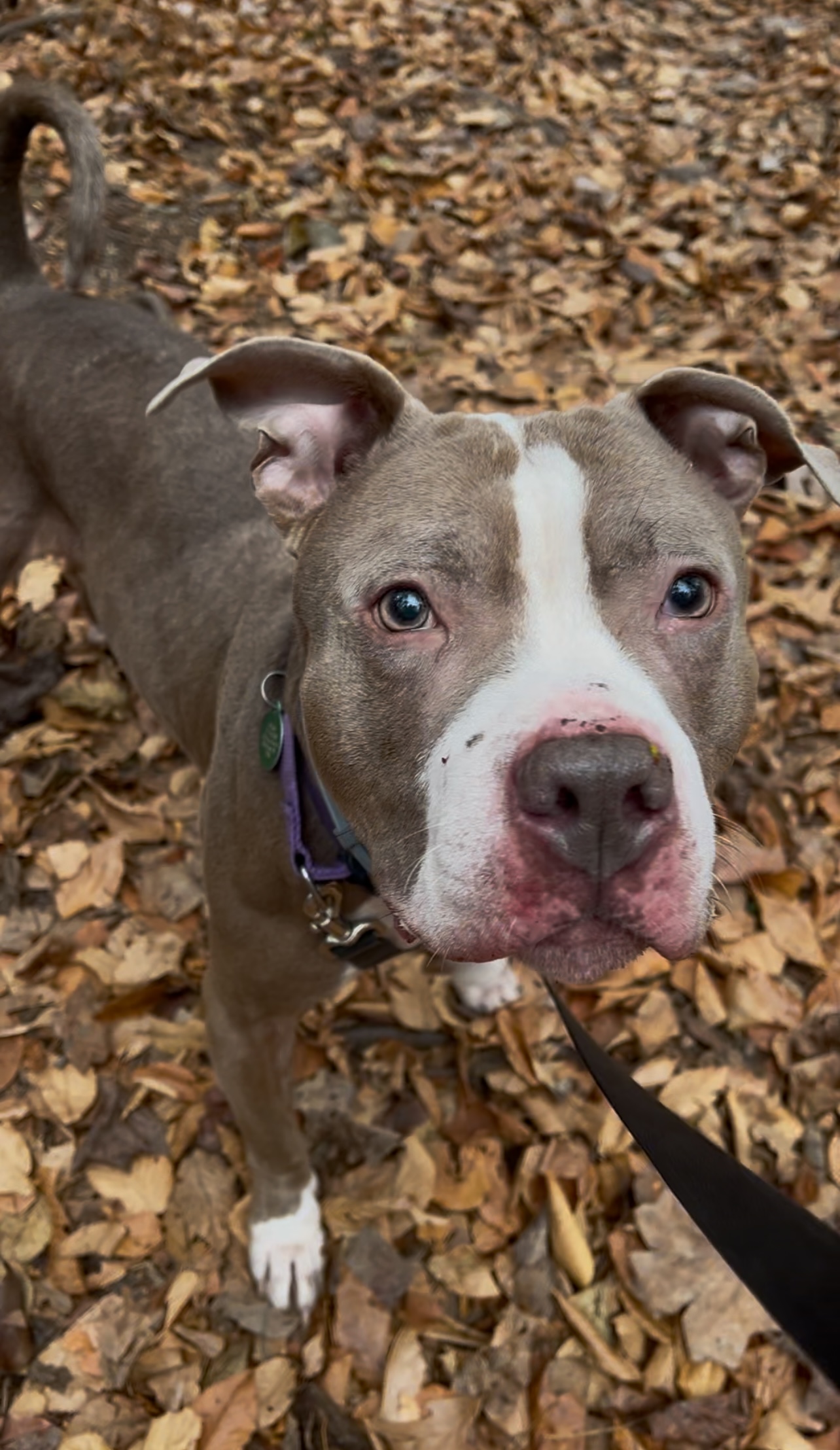 SUNDANCE, Adoptable, Adult Male Pit Bull Terrier.