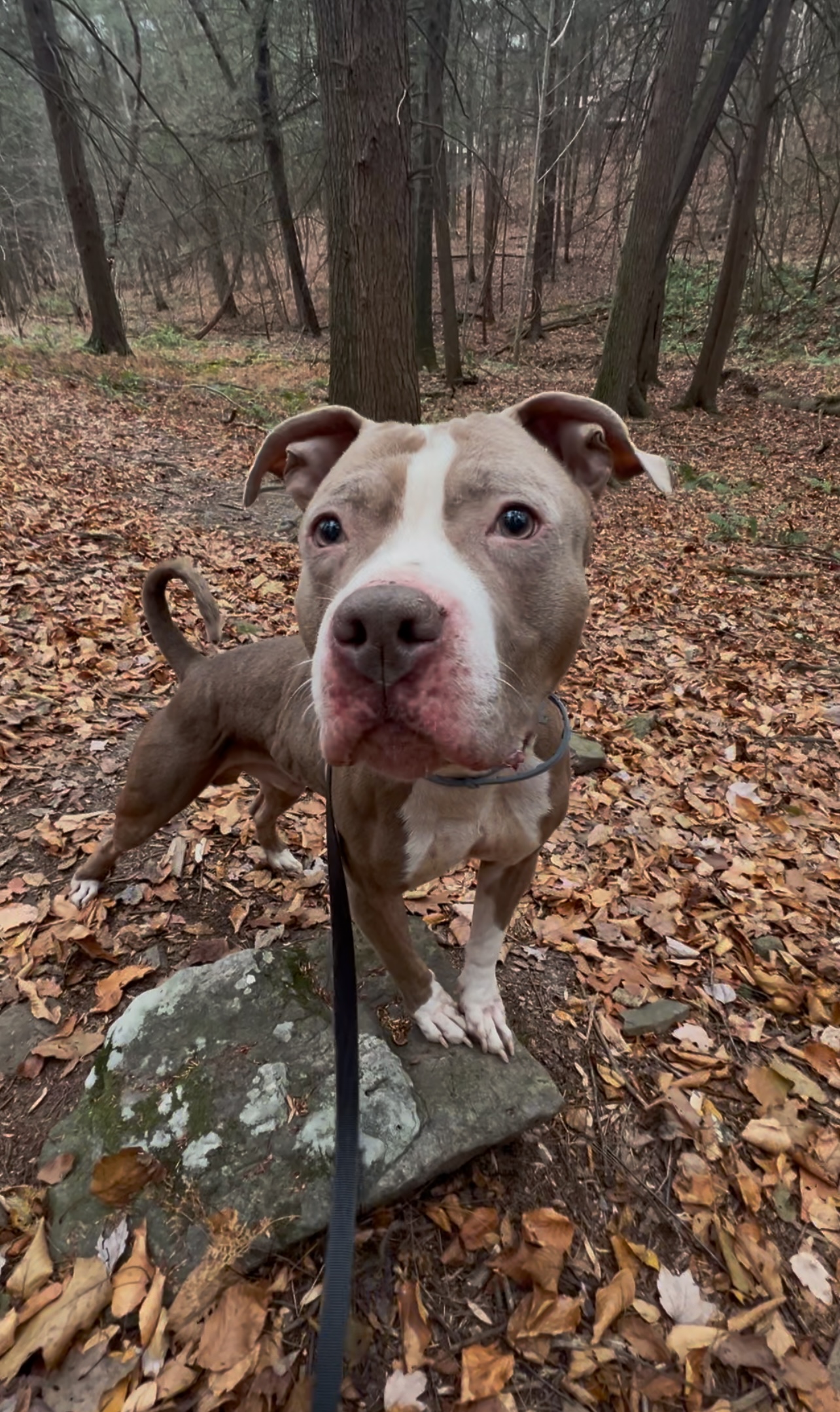 Enlarge SUNDANCE, a Adoptable Pit Bull Terrier in Millerstown, PA image 5/6