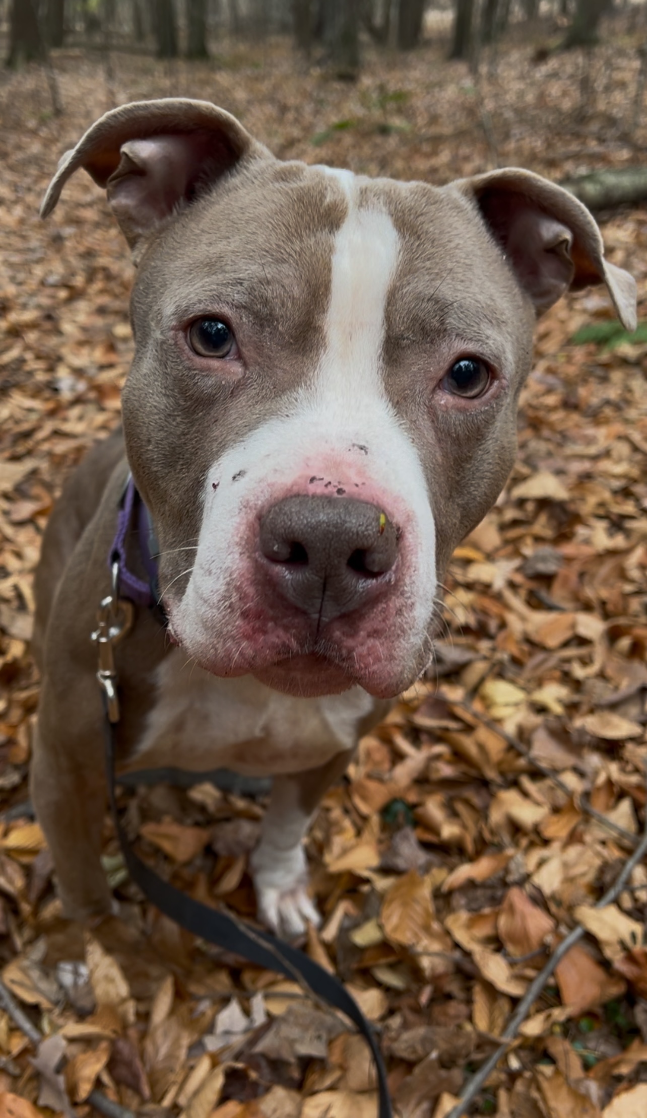 Enlarge SUNDANCE, a Adoptable Pit Bull Terrier in Millerstown, PA image 6/6