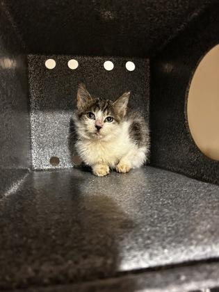 Fern — thumbnail 2