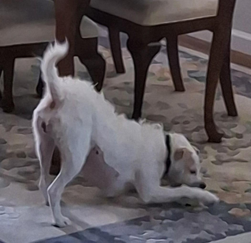 Penelope, a ADOPTABLE Jack Russell Terrier in Mokelumne Hill, CA image 4/6