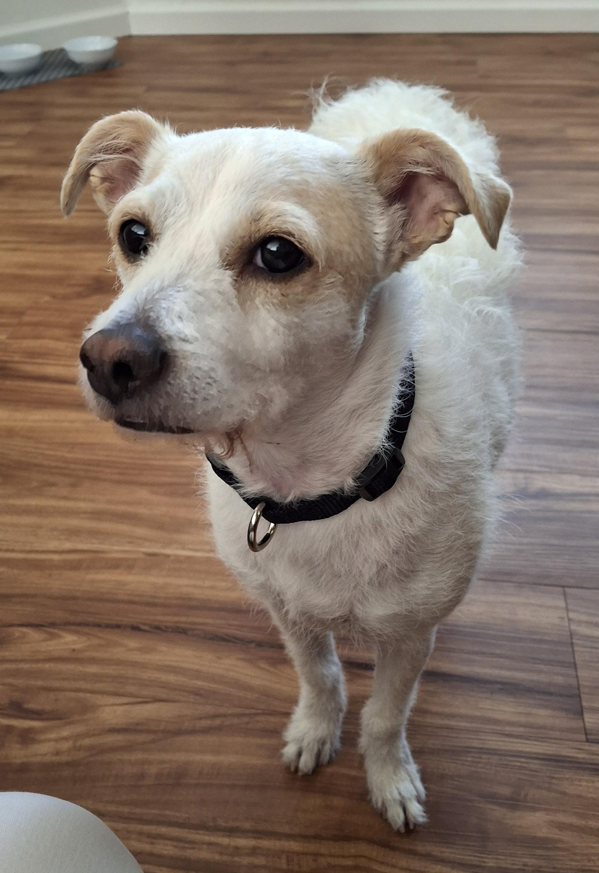 Penelope, a ADOPTABLE Jack Russell Terrier in Mokelumne Hill, CA image 2/6