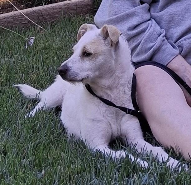 Penelope, a ADOPTABLE Jack Russell Terrier in Mokelumne Hill, CA image 6/6