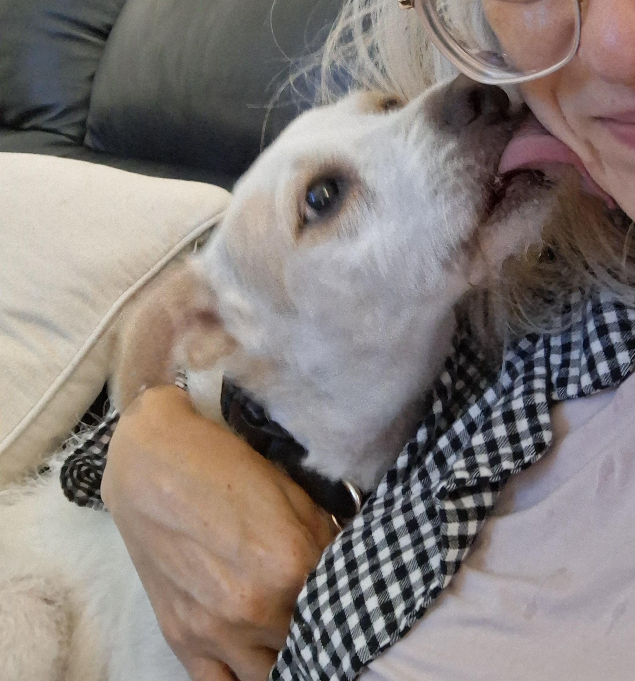 Penelope, a ADOPTABLE Jack Russell Terrier in Mokelumne Hill, CA image 5/6