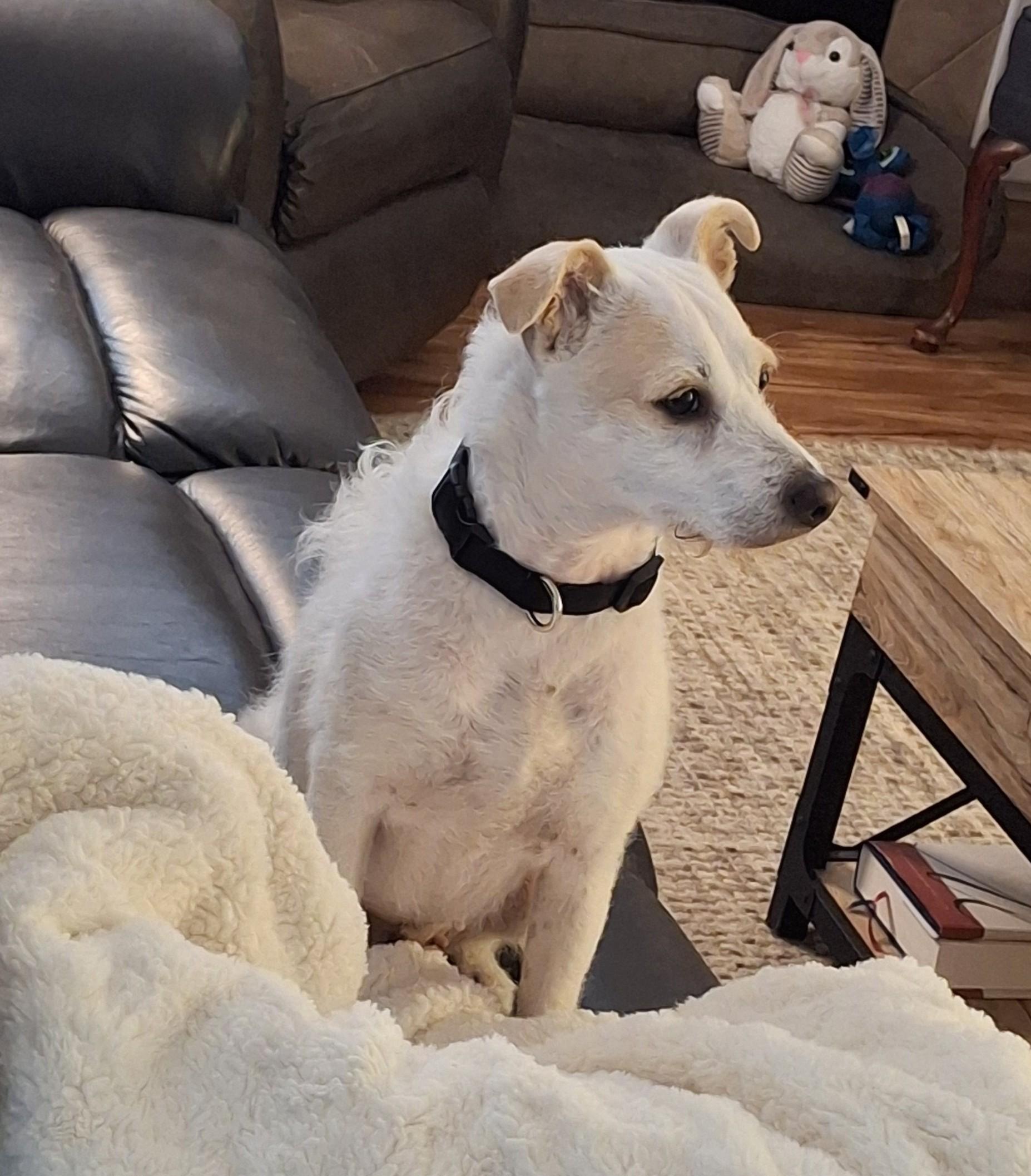 Penelope, a ADOPTABLE Jack Russell Terrier in Mokelumne Hill, CA image 3/6