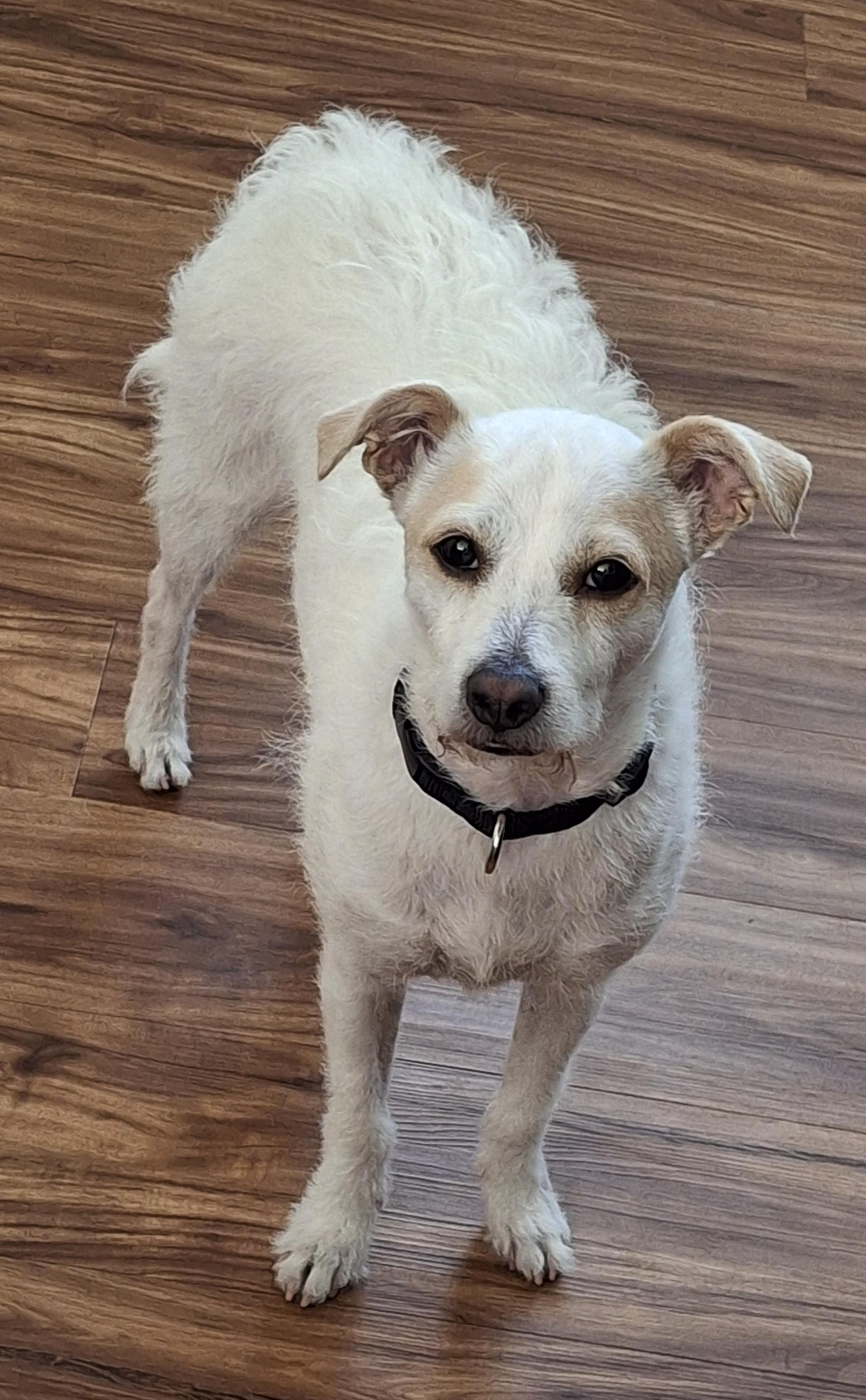 Penelope, ADOPTABLE, Adult Female Jack Russell Terrier.