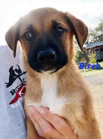 Birch, Adoptable, Puppy Male Black Mouth Cur & Rhodesian Ridgeback.