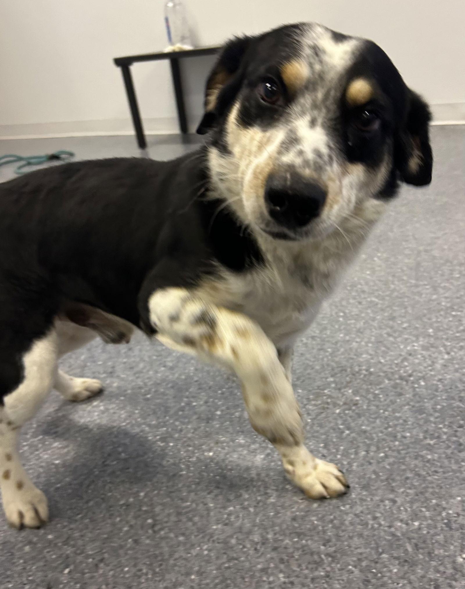 Eddard (Ed), Adoptable, Adult Male Australian Cattle Dog / Blue Heeler.