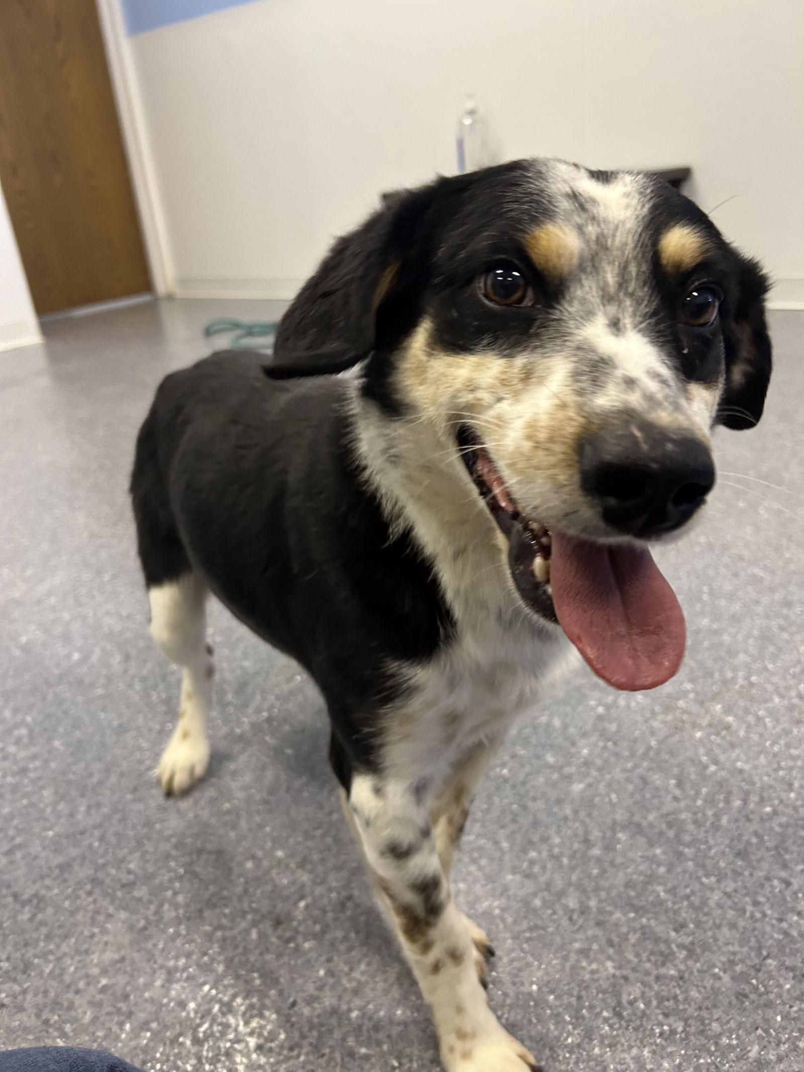 Enlarge Eddard (Ed), a Adoptable Australian Cattle Dog / Blue Heeler in Steeleville, IL image 2/3