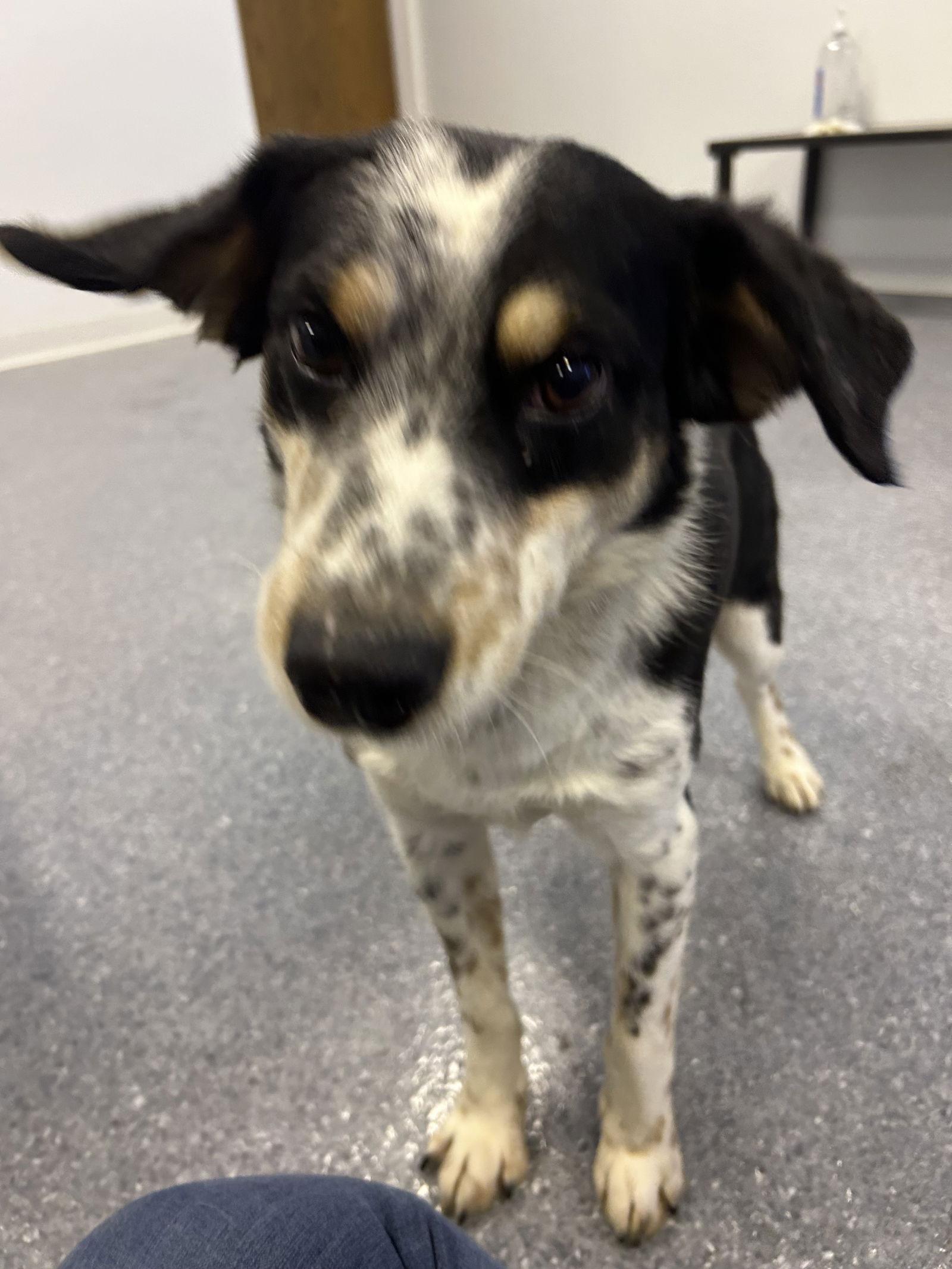 Enlarge Eddard (Ed), a Adoptable Australian Cattle Dog / Blue Heeler in Steeleville, IL image 3/3