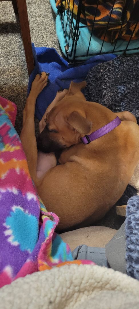 Minnie, a Adopted mixed breed in Milford, MI image 1/6