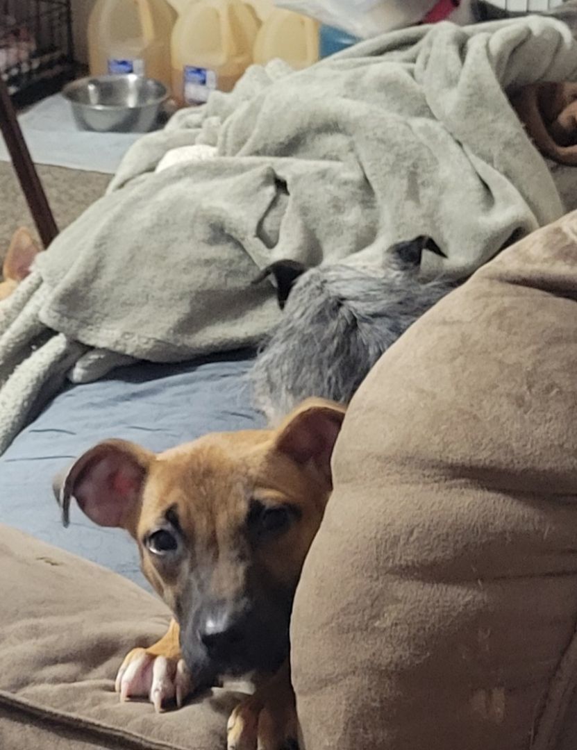 Minnie, a Adopted mixed breed in Milford, MI image 2/6