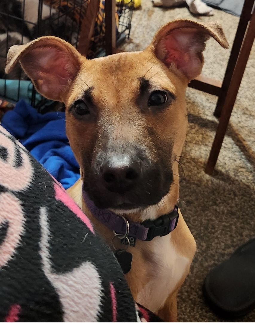 Minnie, a Adopted mixed breed in Milford, MI image 3/6