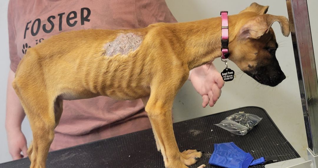 Minnie, a Adopted mixed breed in Milford, MI image 4/6