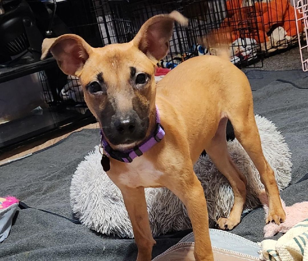 Minnie, a Adopted mixed breed in Milford, MI image 5/6