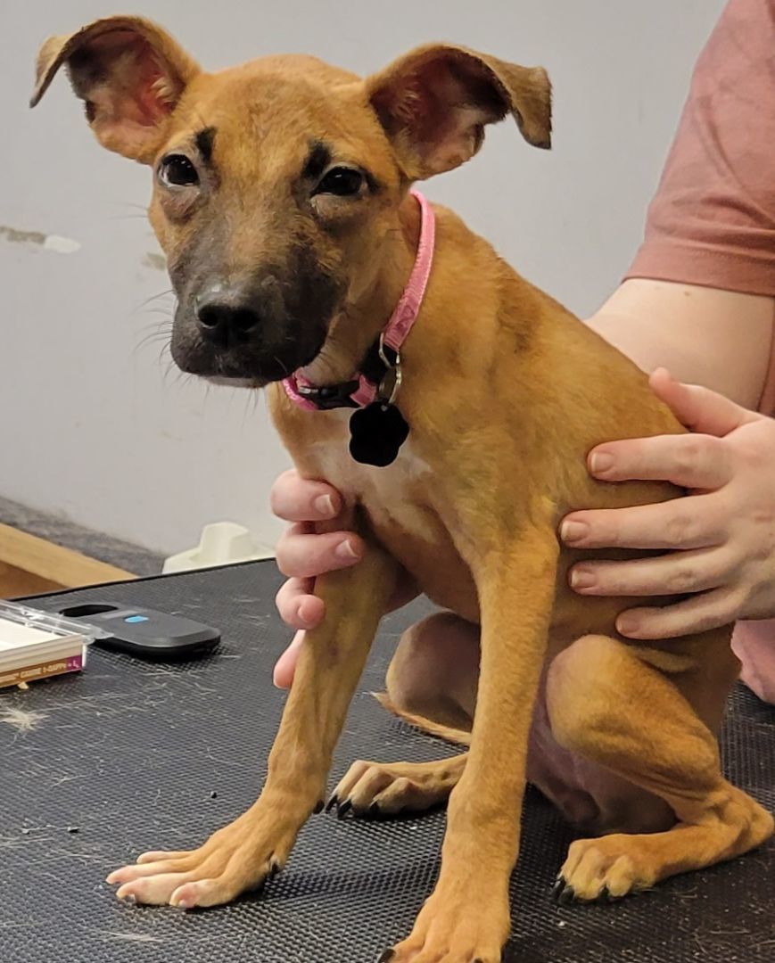 Minnie, a Adopted mixed breed in Milford, MI image 6/6